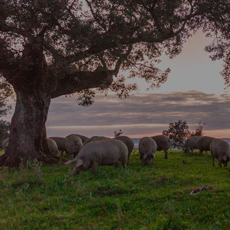 cerdos pasturando debajo de arboles al atardecer