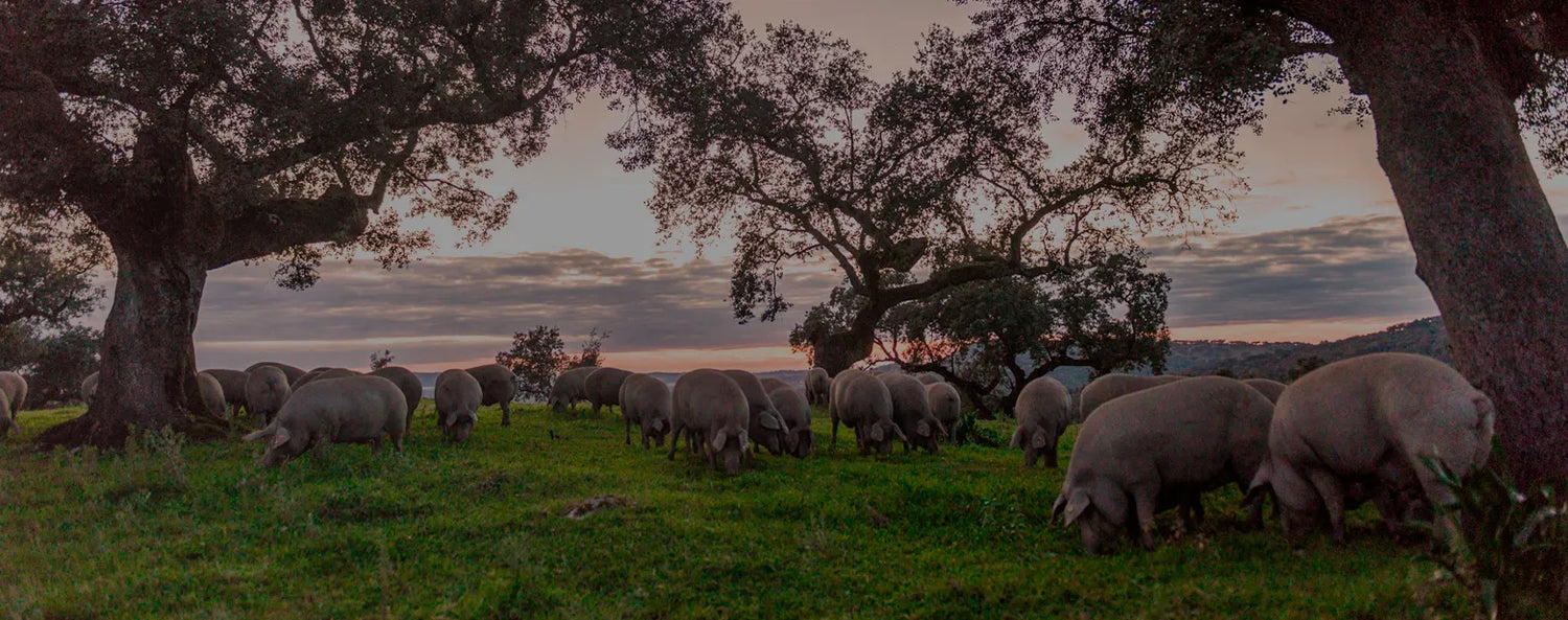 cerdos pasturando debajo de arboles al atardecer